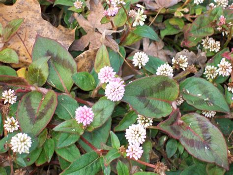 Japanese Knotweed Flowers Pink