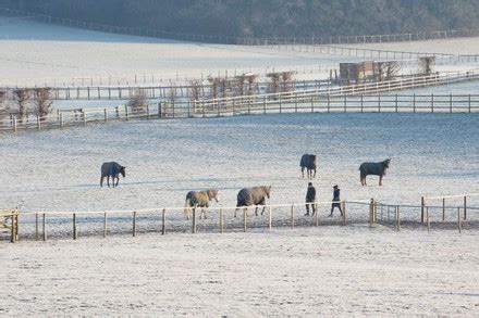 Freezing Cold Morning These Horses Grazing Editorial Stock Photo - Stock Image | Shutterstock