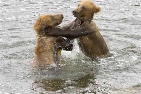 Free picture: brown bears, cubs, play, water