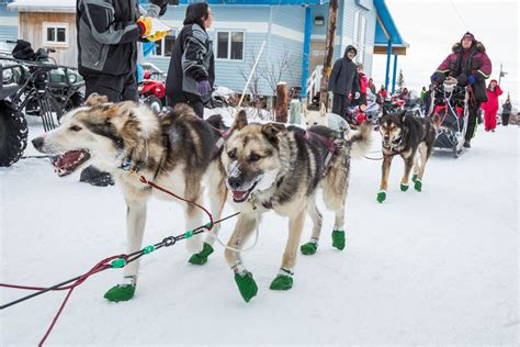 Photos: Iditarod frontrunners kick it into Koyuk - Anchorage Daily News