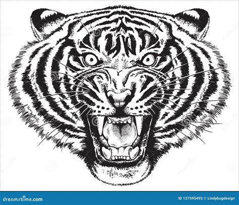 A Sketch of a Tiger Roaring Stock Illustration - Illustration of sketch ...