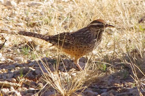 Cactus Wren | The Cactus Wren is the state bird of Arizona, … | Flickr