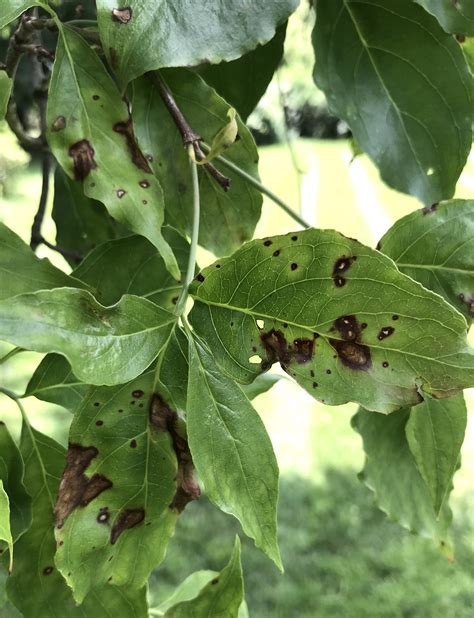 Landscape: Dogwood Anthracnose | Center for Agriculture, Food, and the ...