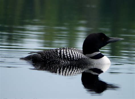 What is the State Bird of Minnesota? - 10,000 Birds