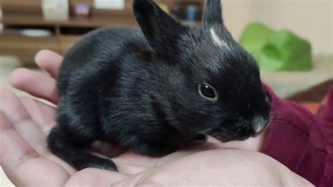 Baby Rabbits|Black Rabbits in my Farm|Daily progress of baby rabbits - YouTube