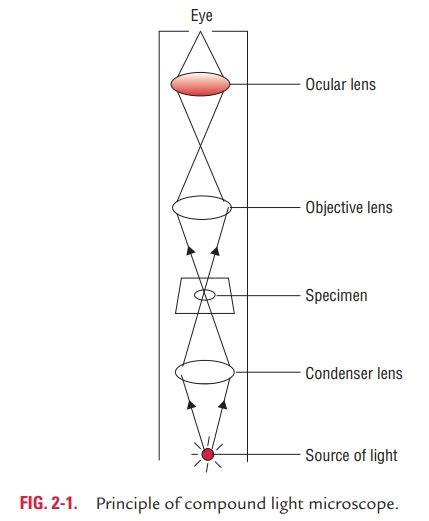 Light microscopy