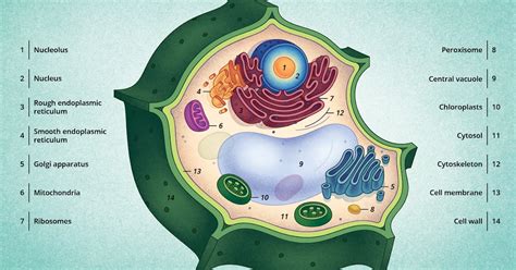 Cual Es La Estructura De La Celula Vegetal Consejos Celulares | Porn Sex Picture