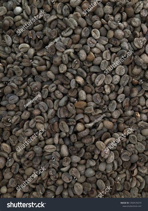 How Process Coffee Beans Stock Photo 1950570379 | Shutterstock