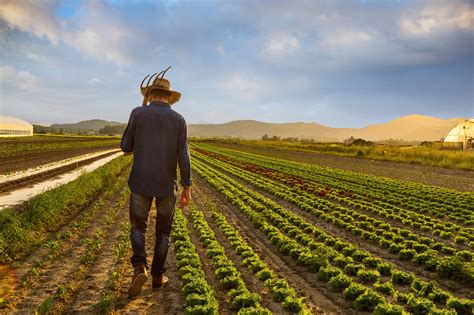 Modern farmers work harder than cavemen did: study