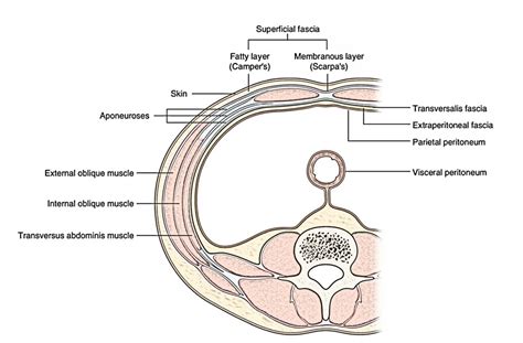 Notas fáciles sobre 【Fascia Transversalis】¡Aprende en sólo 3 minutos ...