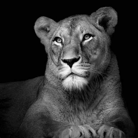 Lioness Black and White Wallpapers - Top Free Lioness Black and White ...