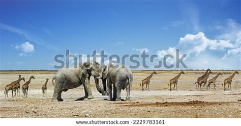 6,997 Panoramic African Safari Landscape Images, Stock Photos & Vectors ...