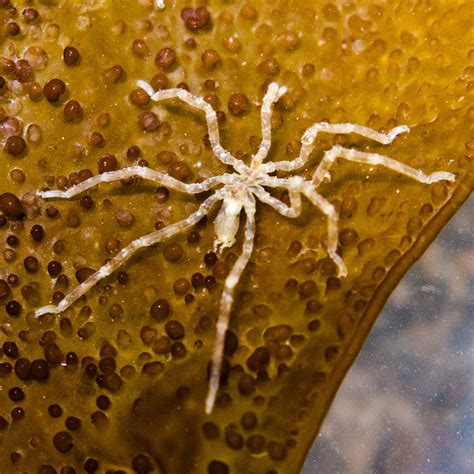 Real Monstrosities: Sea Spider