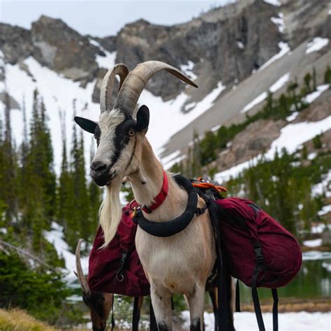 How much can a pack goat carry? - Packgoats.com