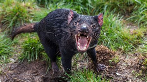 Tasmanian devils 'adapting to coexist with cancer' - BBC News