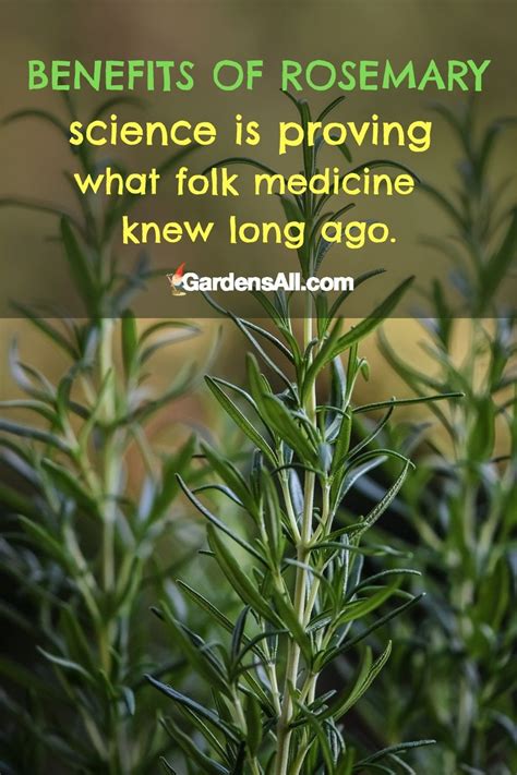 Healthy Benefits of Rosemary - A Powerful Herb for Longevity