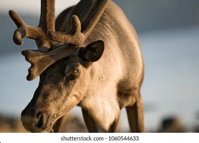 619 Caribou Eyes Royalty-Free Photos and Stock Images | Shutterstock