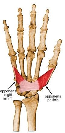 Muscles of the Thumb-Opposition Flashcards | Quizlet