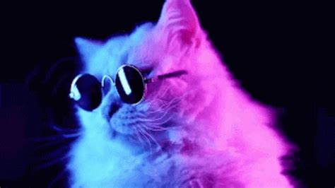 Cat Funny GIF - Cat Funny Glasses - Discover & Share GIFs