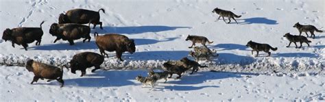 How Do Wolves Hunt? 6 Impressive Strategies They Use - A-Z Animals