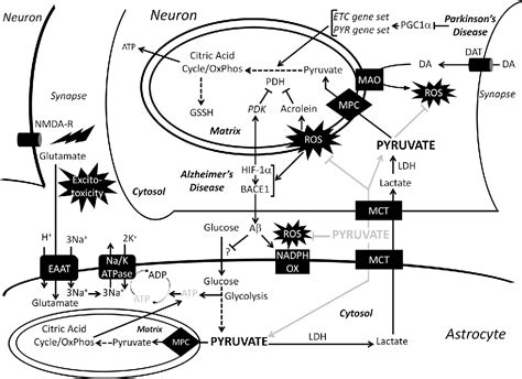 Pyruvate Metabolism Pathway | Semantic Scholar