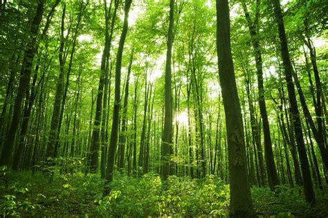 Baños de bosque, la terapia japonesa que cura el estrés