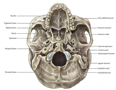 Skull Inferior View Photograph by Evan Oto - Pixels
