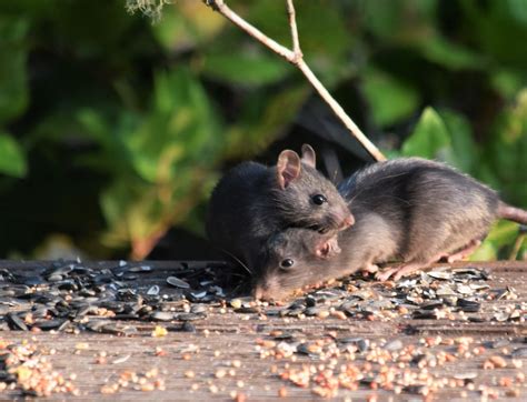 A couple of mice eating seeds off of a table photo – Free Tacoma Image on Unsplash