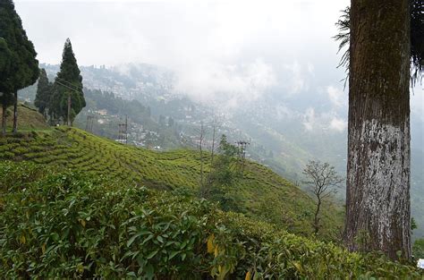 5 Famous Tea Gardens (Tea Estates) In Darjeeling - Swarnab Dutta