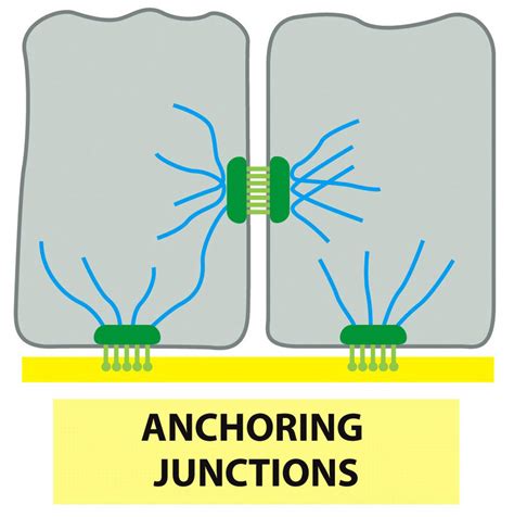 3.: Schematic representation of the four different functional classes ...