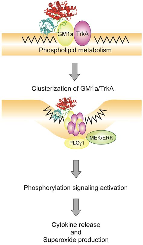 Toxins | Free Full-Text | Membrane-Binding Mechanism of Clostridium perfringens Alpha-Toxin