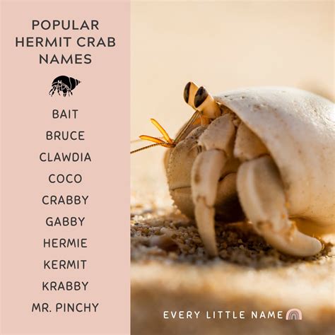 150+ Best Hermit Crab Names (Cute, Funny, and Cool Ideas) - Every Little Name