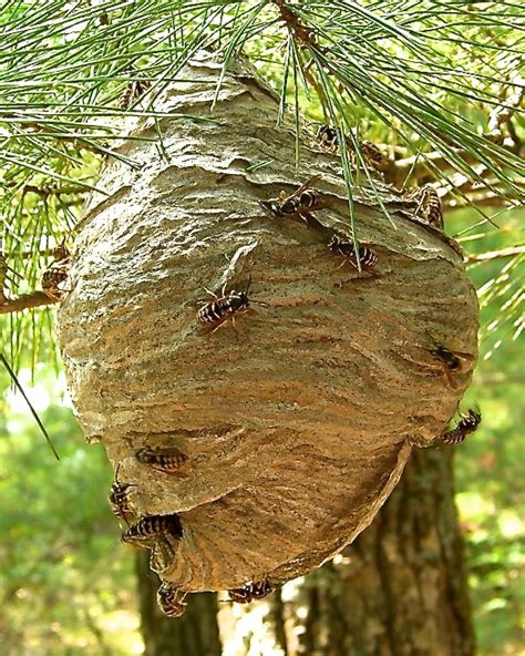 Interesting Facts About Hornets: Large Wasps With Paper Nests - Dengarden - Home and Garden