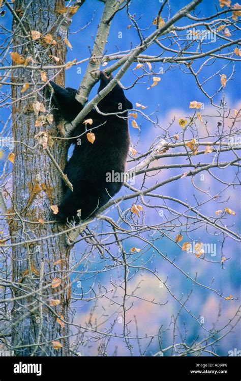 Black Bear in a tree Stock Photo - Alamy