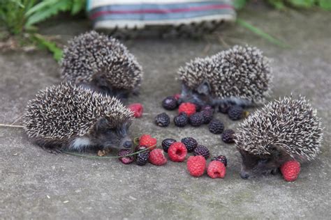 What Food is Best for a Hedgehog | Pet Comments