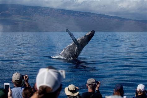 Whale Watching from Lahaina Harbor 2024 - Maui