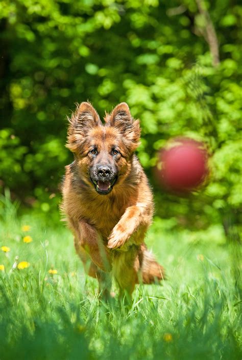 Best Chew Toys For German Shepherds - Our Complete Guide