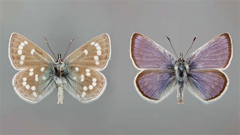 The genome of an extinct butterfly provides clues for conservation - El·lipse