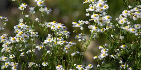 5 Flowers that Cause Allergies | Darcey Flowers