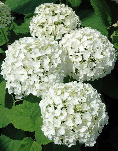 Perennials That Will Grow Under Black Walnut Trees – SC Garden Guru