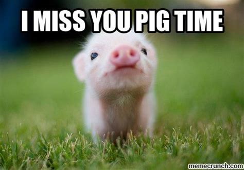 Thus reminds me of Liam for some reason. | Pet pigs, Animal wallpaper, Cute baby animals