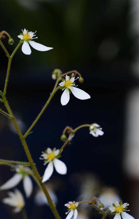 Strawberry begonia 🍓 🌿 A houseplant that isn't what it seems