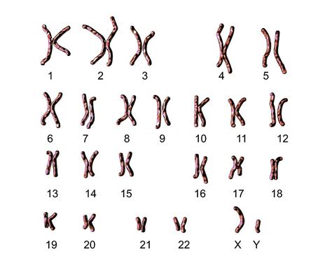 Normal Male Chromosomes #1 Photograph by Kateryna Kon/science Photo Library - Fine Art America