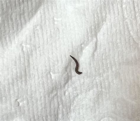 Gray Worm-like Critter Found in Shower is a Drain Fly Larva - All About ...