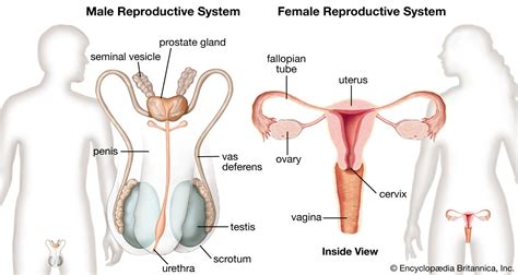 Movement system & Reproductive system , Allysa…