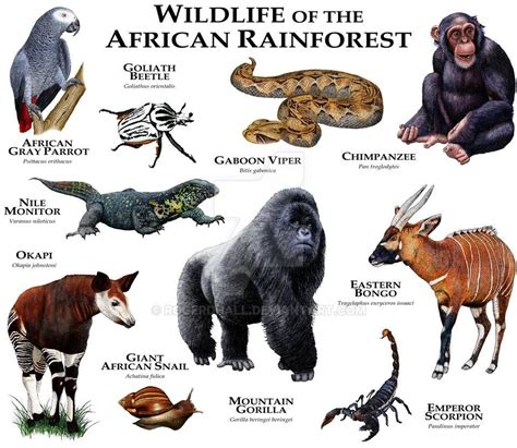 African Rainforest by rogerdhall on DeviantArt | African rainforest, Africa animals, African animals