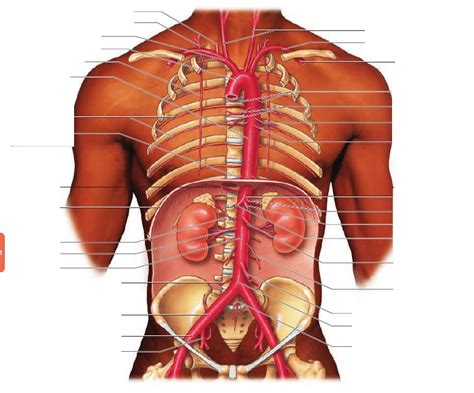 Major Arteries of Trunk Diagram | Quizlet