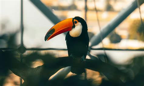 16 facts about Toco toucan | FactInformer