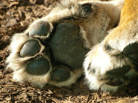 Lion Paw | Close-up of a lioness' paw at Whipsnade Zoo PERMI… | Flickr