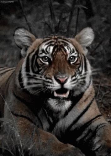 Animals Tigers GIF - Animals Tigers - Discover & Share GIFs